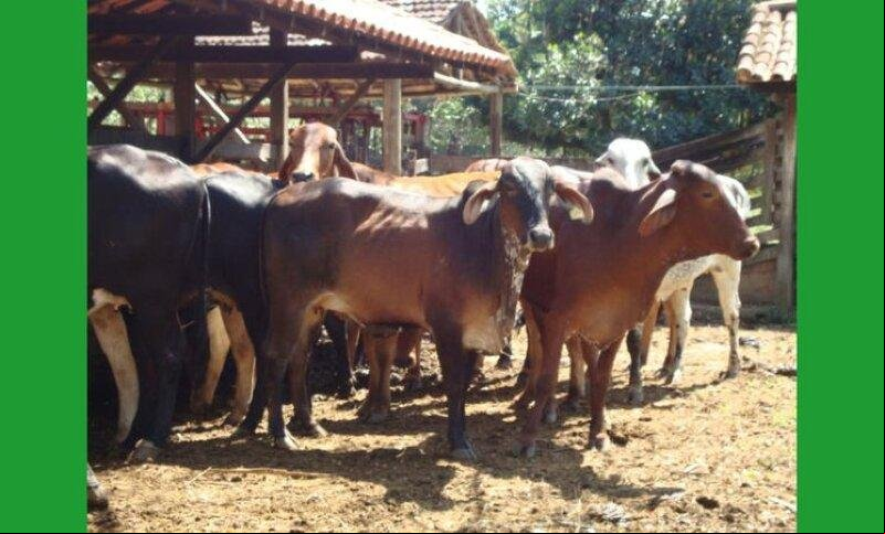 Período de Estiagem: Sicredi possui linhas de crédito que auxiliam produtores a manterem produtividade