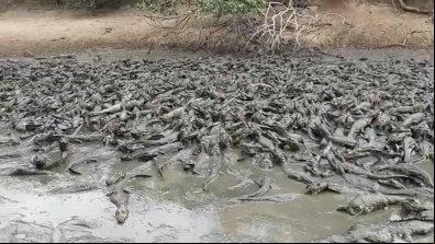 Mar de jacarés e gado "gritam" de fome no Pantanal