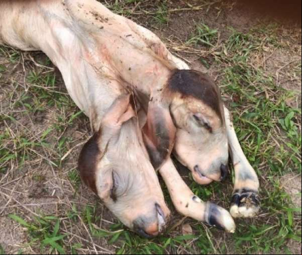 Bezerro com duas cabeças nasce em Confresa e assusta moradores