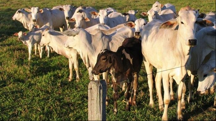 Preço do boi e vaca gorda em Mato Grosso tem nova valorização