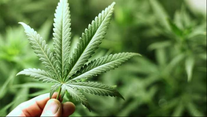 Uruguai começa a vender maconha de uso recreativo em farmácias