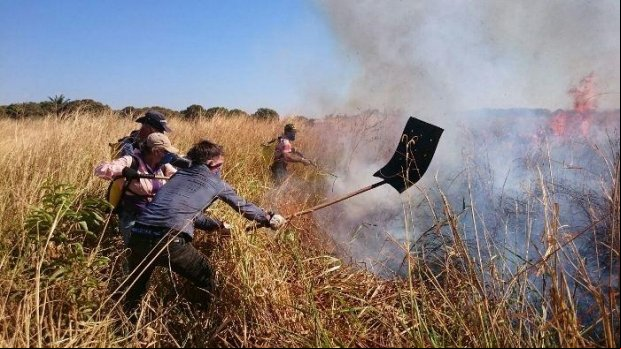 Estado e municípios identificam 57 ocorrências de incêndios florestais