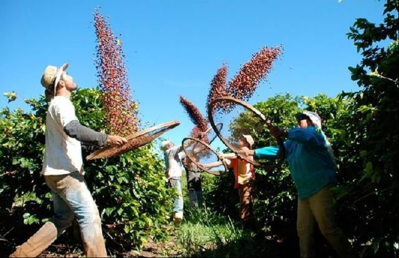 Mato Grosso produz café de qualidade e deve dobrar produção