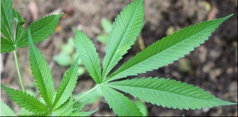 Senado: comissão debate descriminalização do cultivo da maconha para uso pessoal