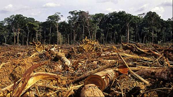 Desmatamento cresce 190% em MT, segundo Imazon