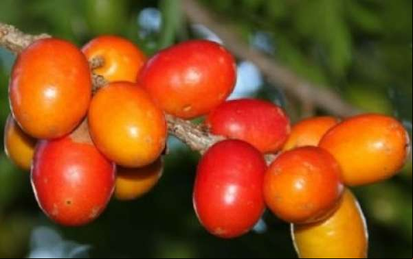 Criança de dois anos morre engasgada com caroço de seriguela em MT