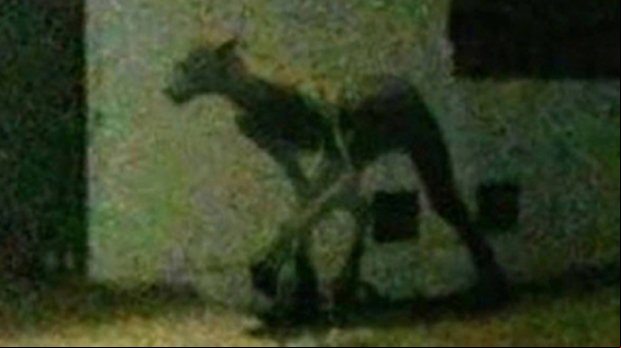 Criatura bizarra leva pânico a cidade argentina