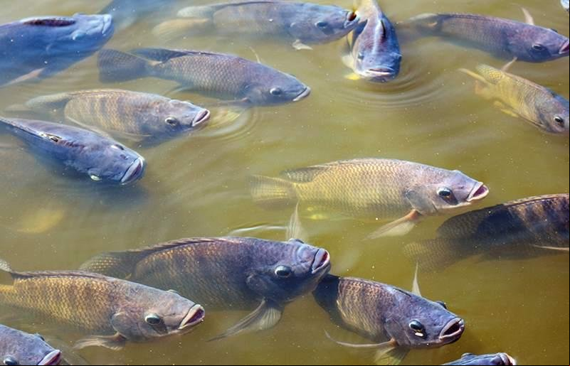 Governo de Mato Grosso divulga o diagnóstico da piscicultura do estado