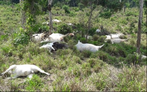 Raio mata 34 cabeças de gado em Aripuanã