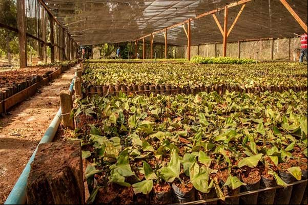  Produtores consolidam Colniza como a Capital do café em MT